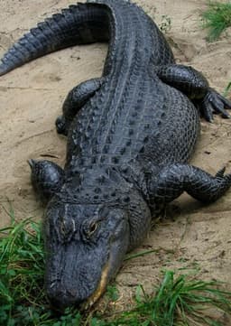 American Alligator