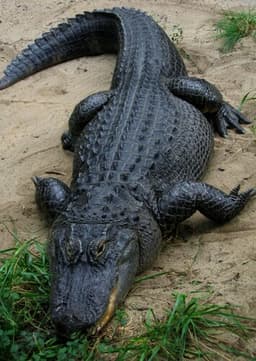 American Alligator