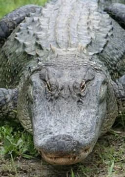 American Alligator