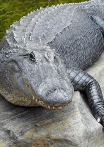 American Alligator