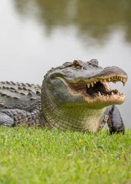 American Alligator