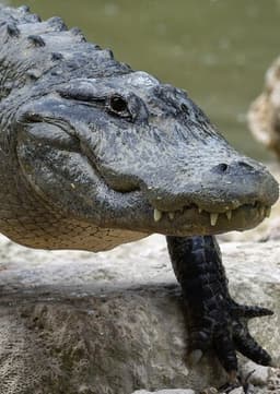 American Alligator