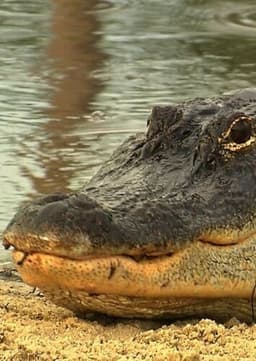 American Alligator