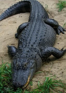 American Alligator