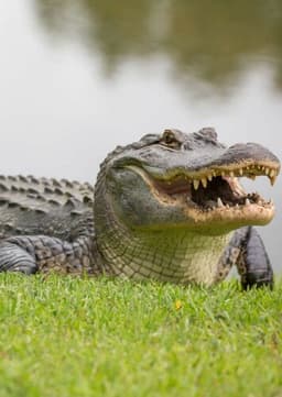 American Alligator