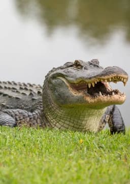 American Alligator