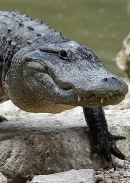 American Alligator