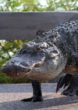 American Alligator