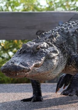 American Alligator