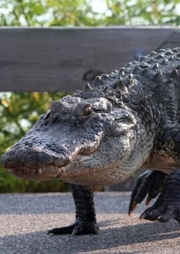 American Alligator