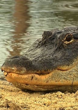 American Alligator
