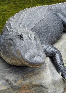 American Alligator