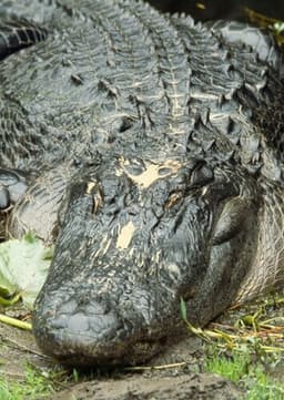 American Alligator