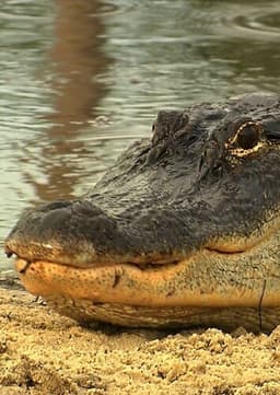 American Alligator