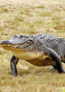 American Alligator
