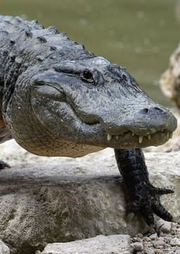 American Alligator