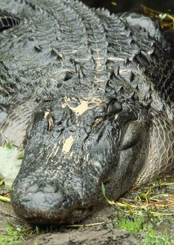 American Alligator