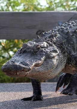 American Alligator