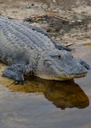 American Alligator