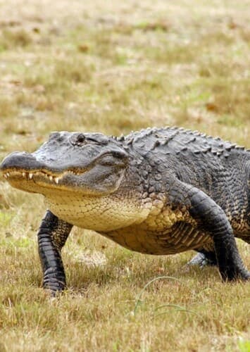 American Alligator