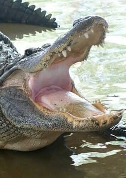 American Alligator