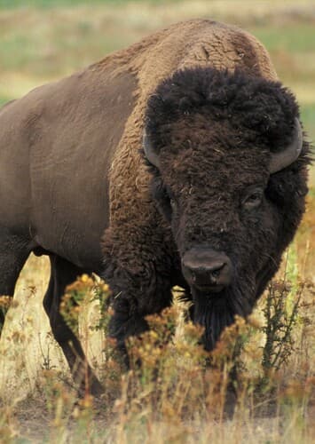 American Bison