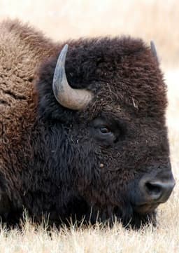 American Bison
