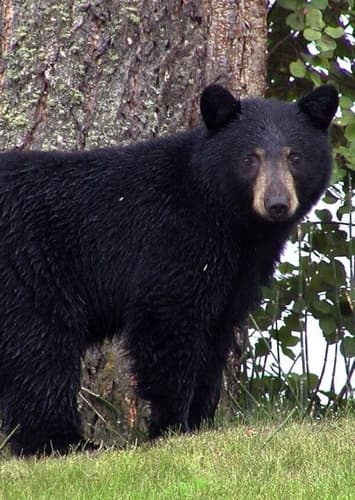American Black Bear