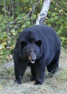 American Black Bear