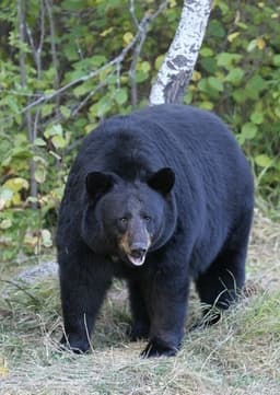 American Black Bear