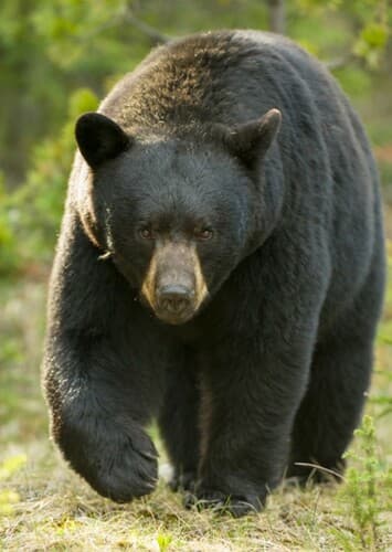 American Black Bear