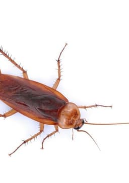 American Cockroach
