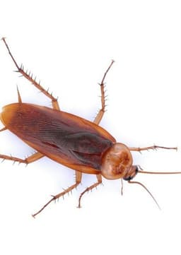 American Cockroach