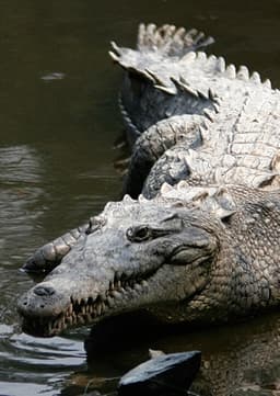 American Crocodile