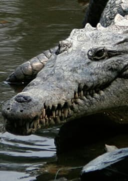 American Crocodile
