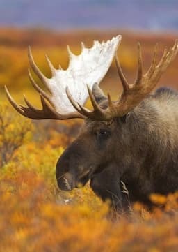 American Moose