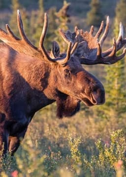 American Moose