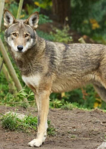 American Red Wolf
