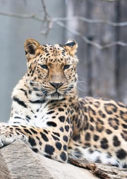 Amur Leopard