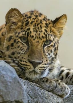 Amur Leopard