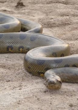 Anaconda