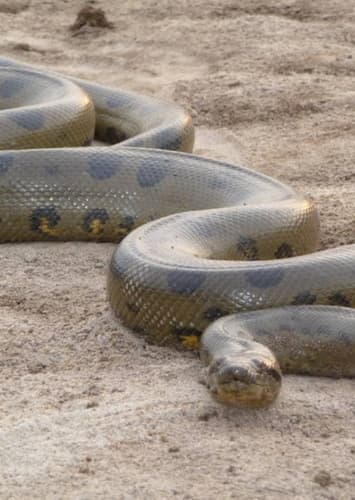 Anaconda