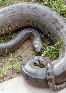 Anaconda