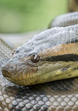 Anaconda