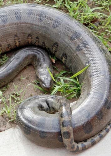 Anaconda