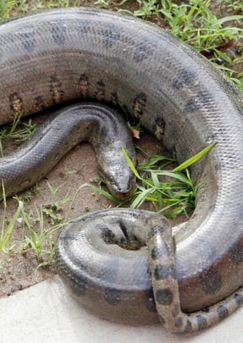 Anaconda