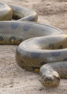 Anaconda