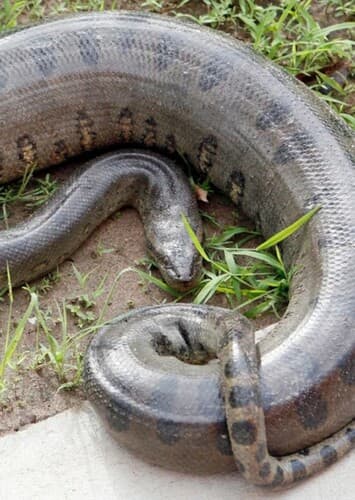 Anaconda
