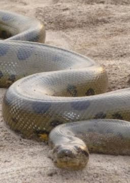 Anaconda