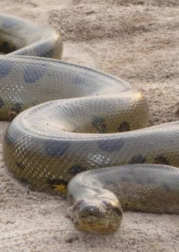 Anaconda